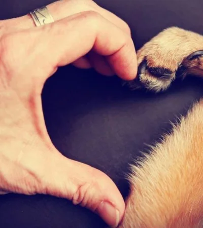 animales-duelo-pérdida-muerte-dolor-mente-sacar