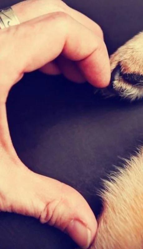 animales-duelo-pérdida-muerte-dolor-mente-sacar