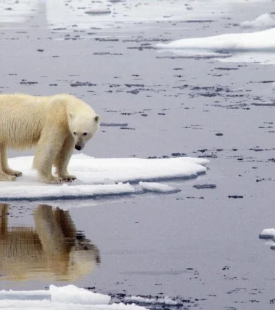 14-12-2021_la_onu_reconocio_oficialmente_los