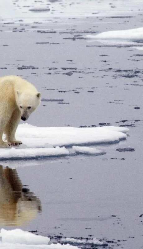 14-12-2021_la_onu_reconocio_oficialmente_los