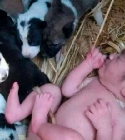 beba-cachorros-perra