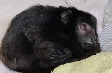 Allanaron una fiesta y encontraron a un mono encerrado en un placard