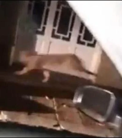 puma-calles-suelto-buenos-aires-video-foto