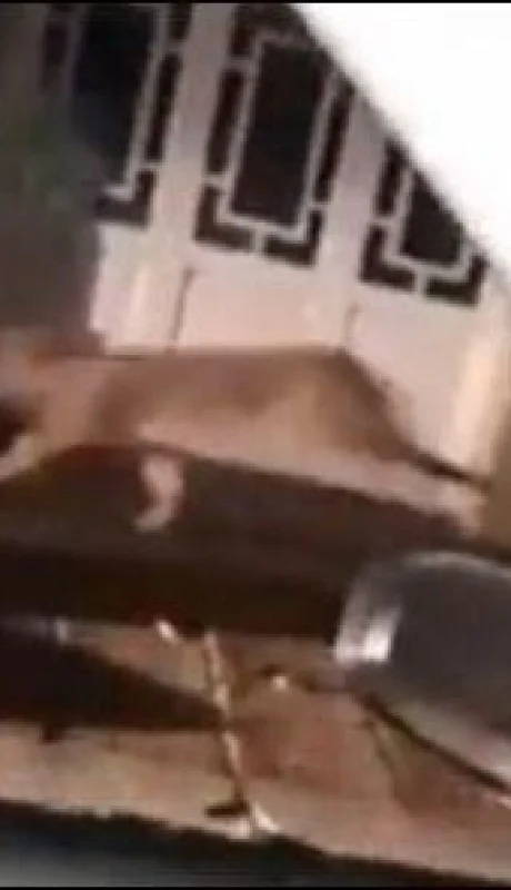 puma-calles-suelto-buenos-aires-video-foto