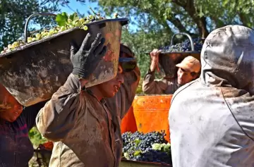 Cosechadores buscarán imponer a la fuerza el precio del tacho de uva
