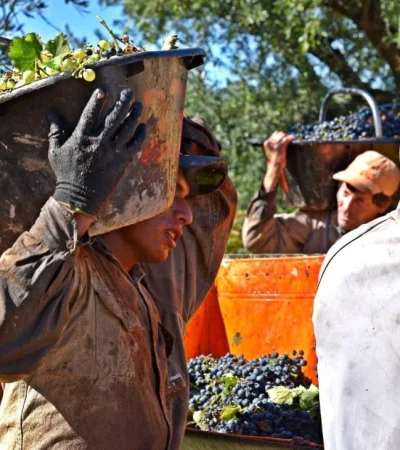 La cosecha de uvas para la elaboración de vinos iniciará fuerte en Argentina a mediados de febrero.