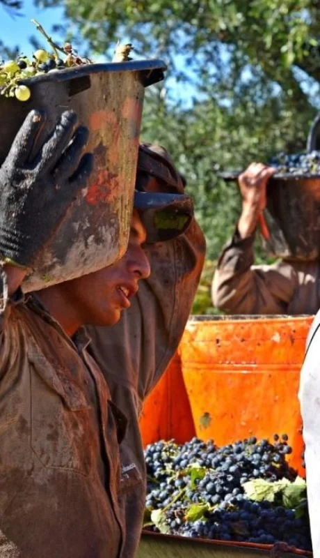 La cosecha de uvas para la elaboración de vinos iniciará fuerte en Argentina a mediados de febrero.