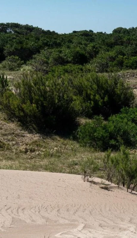 El-Salvaje,-Chacras-Marítimas---(1)