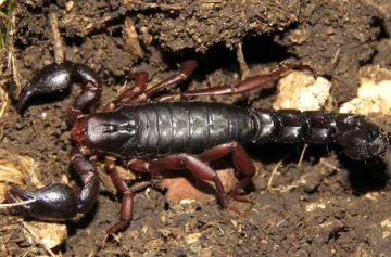 Envenenamiento por alacrán: síntomas y formas de prevenirlo