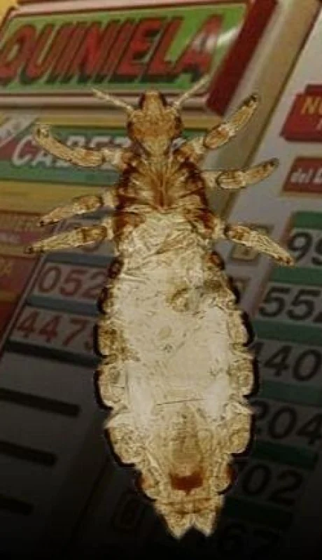 quiniela-piojo-suerte-tabla-sueño-número