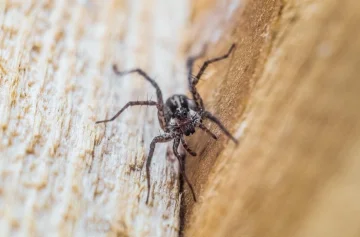 Las picaduras de algunas arañas pueden ser letales: cómo identificarlas
