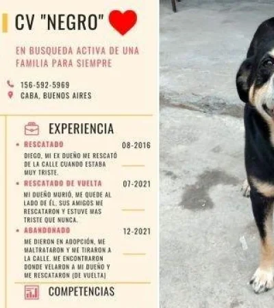 su-dueno-murio-y-el-perro-lo-busco-donde-lo-habian-velado-ahora-le-armaron-un-cv-para-encontrar-un-hogar