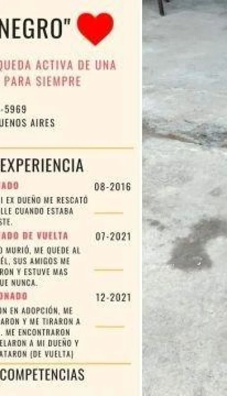 su-dueno-murio-y-el-perro-lo-busco-donde-lo-habian-velado-ahora-le-armaron-un-cv-para-encontrar-un-hogar