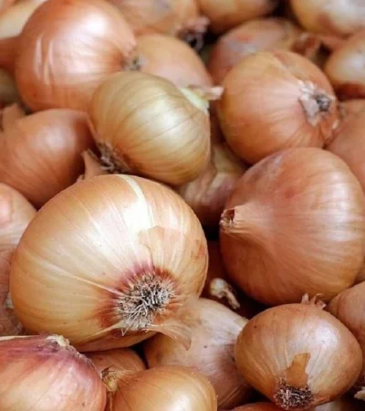 cebolla-dulce-la-nueva-variedad-de-basf-nun-1006-jpg.