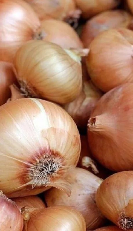 cebolla-dulce-la-nueva-variedad-de-basf-nun-1006-jpg.