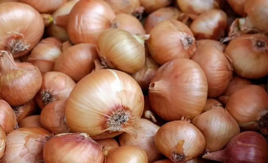 cebolla-dulce-la-nueva-variedad-de-basf-nun-1006-jpg.