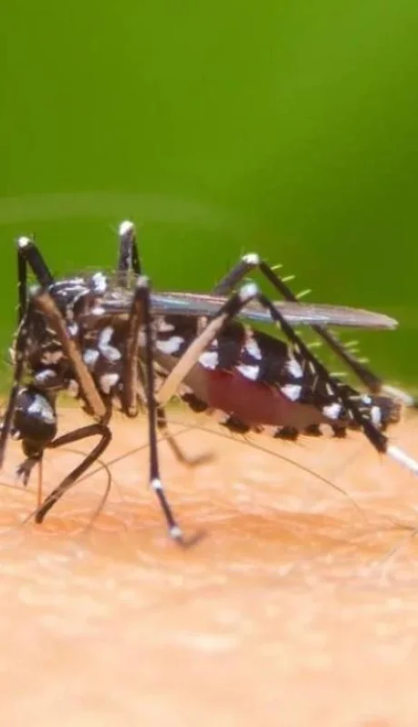dengue-argentina-fotos-casos-verano-2020