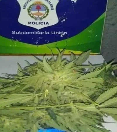 marihuana-deliveryjpg-jpg.