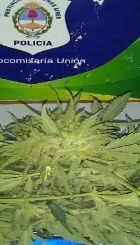 marihuana-deliveryjpg-jpg.