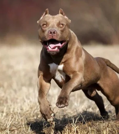 snfzq2sqvfdf7fo4mf2yptaybm-jpg.