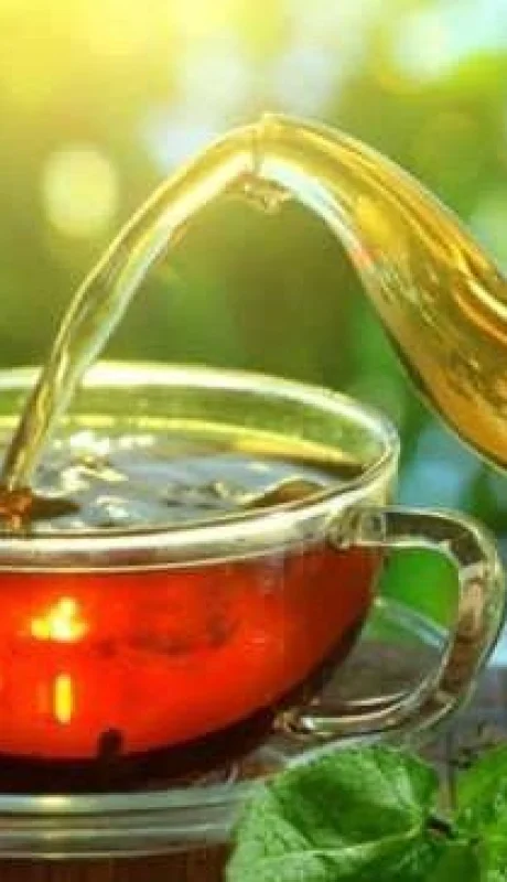 te-de-boldo-para-adelgazar-jpg.