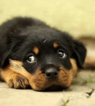 nature-white-home-puppy-dog-anim-jpg.