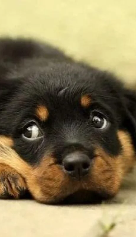 nature-white-home-puppy-dog-anim-jpg.