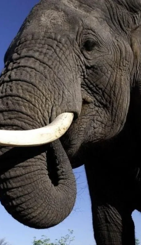 elefante-colmillos-jpg.