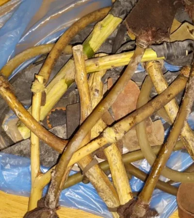 85bfd9ad-edf1-4a63-8003-d061662a2beb-jpg.