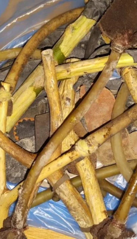 85bfd9ad-edf1-4a63-8003-d061662a2beb-jpg.