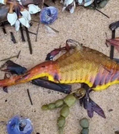 dragones-marinos-australia-especie-extincion-png.