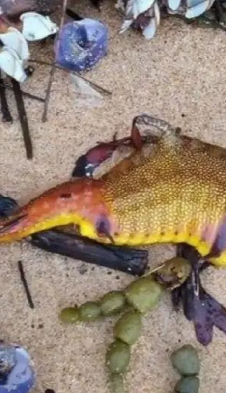 dragones-marinos-australia-especie-extincion-png.