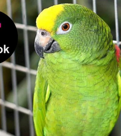 diseno-sin-titulo-27-png.