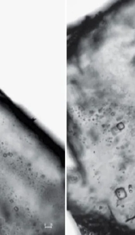 rocas-microbios-descubrimiento-australia-vida-piedras-png.