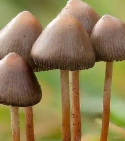 143326120-91757e7d-d771-4c56-92fc-f971d251c98b-jpg.