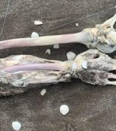 huesos-humanos-1280x720jpgwebp-jpg.