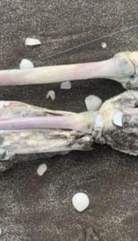 huesos-humanos-1280x720jpgwebp-jpg.