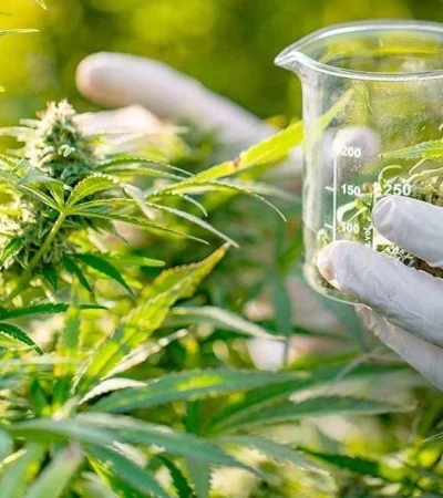 cannabis-medicinal-jpg.