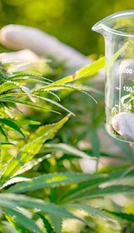 cannabis-medicinal-jpg.