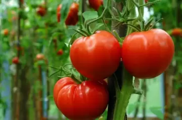 Cómo conservar los tomates frescos y saludables por más tiempo