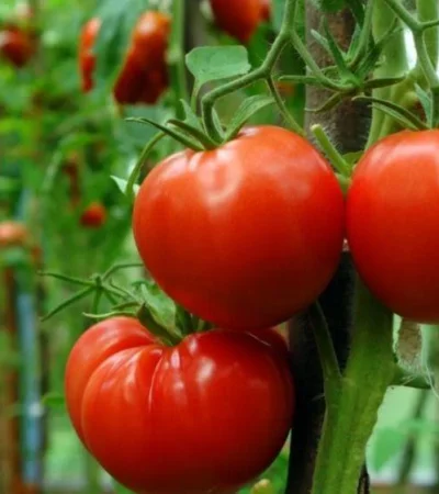 Cómo conservar los tomates frescos y saludables por más tiempo