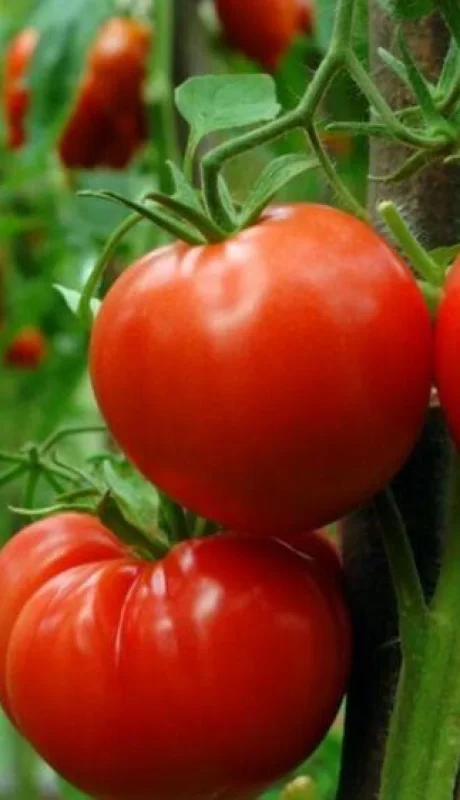 Cómo conservar los tomates frescos y saludables por más tiempo