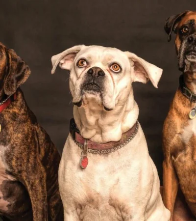 pexels-nancy-guth-850602-jpg.