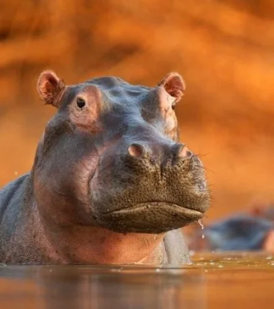 hipopotamo-828x548-jpg.