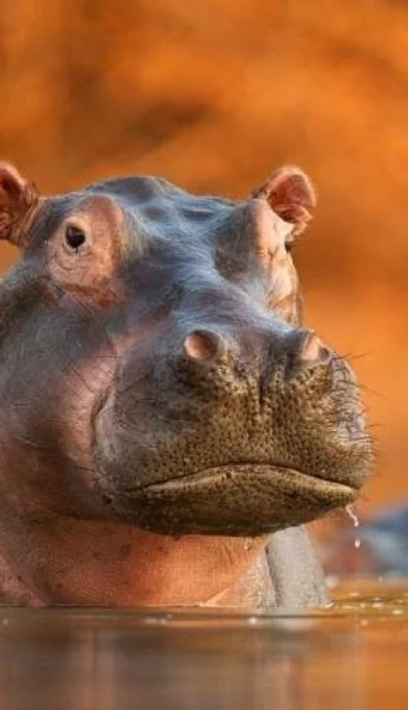 hipopotamo-828x548-jpg.