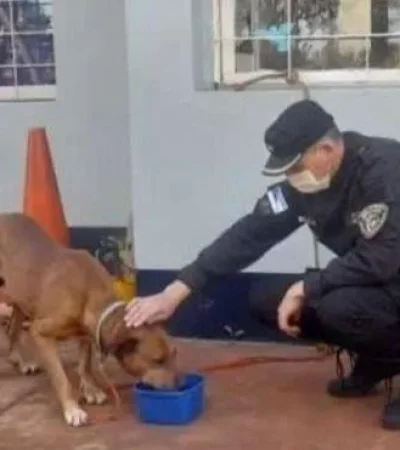 maltrato-animal-jpg.