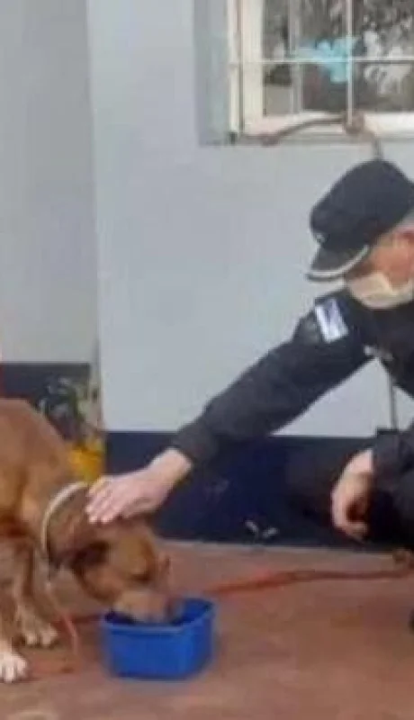 maltrato-animal-jpg.