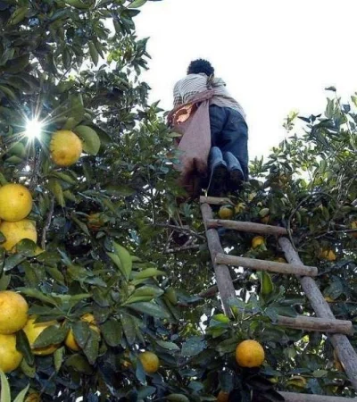 economias-regionales-1000x600-jpg.