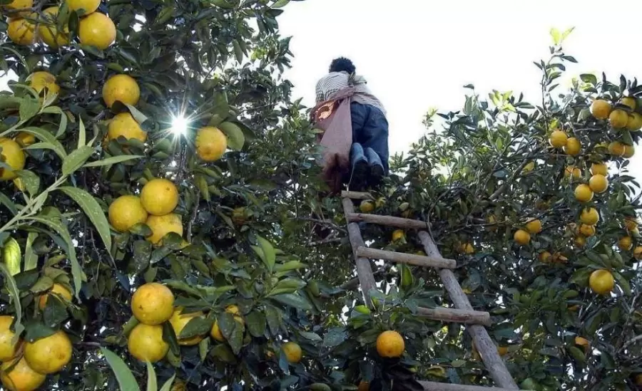 economias-regionales-1000x600-jpg.