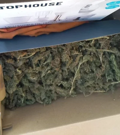 1651881453796marihuana-jpg.